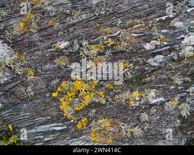 A close up of yellow lichen growing on coastal rocks on the Wales Coast Path in Anglesey, Wales, UK. Some small growth of beard moss lichen (usnea) is Stock Photo
