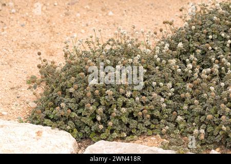 Stachelnüsschen (Acaena microphylla 'Kupferteppich') Stock Photo