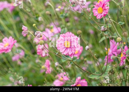 Herbst-Anemone (Anemone × hybrida 'Pamina') Stock Photo