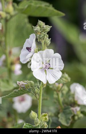 Echter Eibisch (Althaea officinalis) Stock Photo