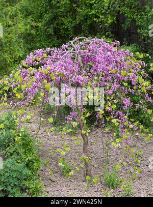 Redbud - Lavender Twist  Canadian  Gardener