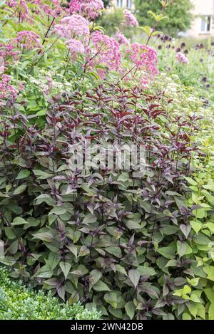 Braunblättriger Wasserdost (Eupatorium rugosum 'Chocolate') Stock Photo