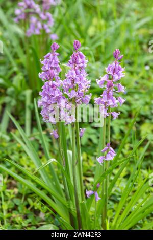 Spanisches Hasenglöckchen (Hyacinthoides hispanica 'Rose Queen') Stock Photo