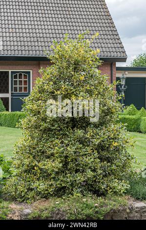 Stechpalme (Ilex aquifolium 'Golden van Tol') Stock Photo