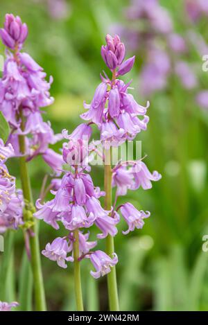 Spanisches Hasenglöckchen (Hyacinthoides hispanica 'Rose Queen') Stock Photo