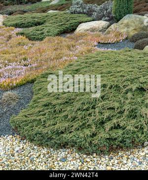 Teppich-Wacholder (Juniperus communis 'Green Carpet') Stock Photo