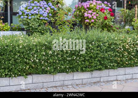 Ligustrum vulgare lodense hi-res stock photography and images - Alamy