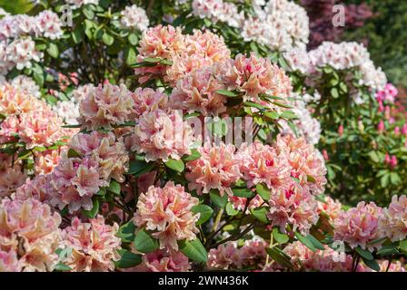 Rhododendron brasilia hi-res stock photography and images - Alamy