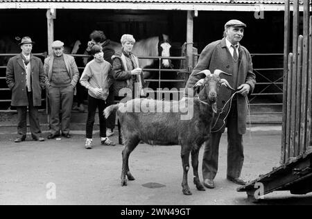 1980s London Southall weekly Wednesday horse market. Other livestock  were often sold. Alf Chambers with a goat that up for sale.  Ealing, West London England 1983 HOMER SYKES Stock Photo