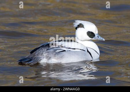 Smew (Mergellus albellus) male or drake duck swimming on a lake, UK Stock Photo