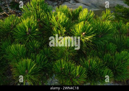 Needles of the Jack pine, Pinus banksiana, which has both serotinous and non-serotinous cones, growing along the coast of Maine Stock Photo