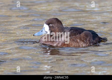 Greater scaup (Aythya marila, also called a bluebill) female duck swimming Stock Photo