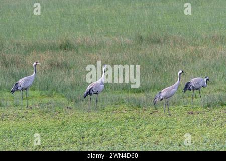 Common cranes (Grus grus), wild birds at WWT Slimbridge Wetland Centre, Gloucestershire, England, UK. Conservation reintroduction Great Crane Project Stock Photo
