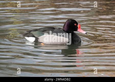 Rosy-billed pochard (Netta peposaca) duck swimming, also known as rosybill or rosybill pochard Stock Photo