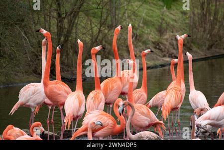 Caribbean flamingos at Blackpool Zoo, Blackpool, Lancashire, UK. Stock Photo