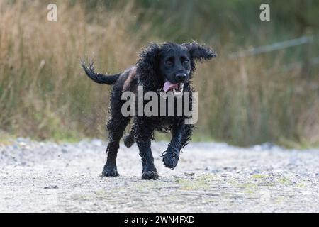 A black cocker spaniel dog Stock Photo
