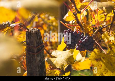 Bunches of grapes in a vineyard during autumn. The vine turns yellow and its autumn leaves are golden. Beautiful foliage in a sunny day during fall. Stock Photo