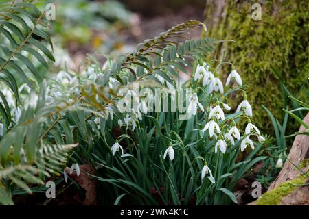 Snowdrops Galanthus nivalis, early spring flower three white petals droop from single stem narrow green grey leaves are basal cheerful fresh new year Stock Photo