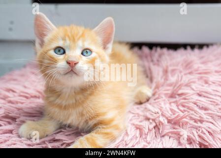 cute red kitten with blue eyes about 2 months old lies on a pink pillow. beloved pet, cat childhood Stock Photo