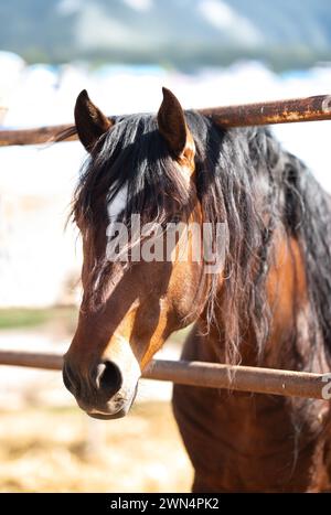 Close-up of a beautiful chestnut colored stallion Stock Photo