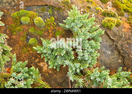 Blue star juniper (Juniperus squamata), Oregon Garden, Silverton, Oregon Stock Photo