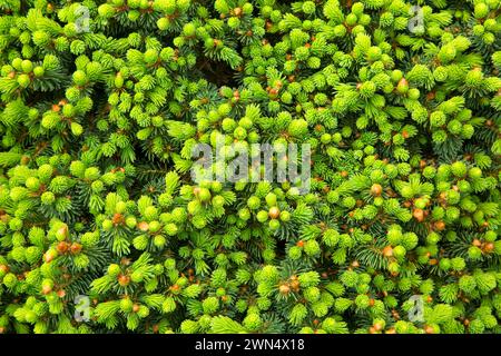 Dwarf Alberta spruce (Picea glauca), Oregon Garden, Silverton, Oregon Stock Photo