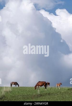 A herd of horses with foals grazes against the sky on a green meadow Stock Photo