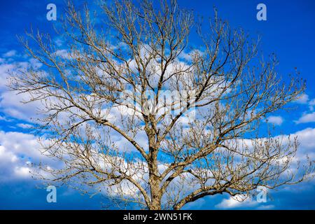 Tree against a blue sky background with white clouds Stock Photo