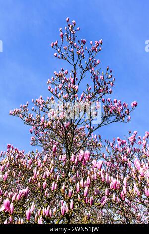 Magnolia (Magnolia soulangena) ornamental shrub starting to bloom in late February - central France. Stock Photo