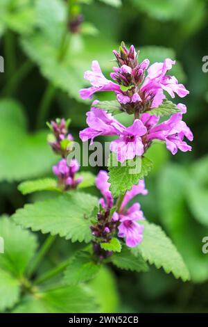 Betonica macrantha, formerly Stachys macrantha, known as big betony, is a species of flowering plant in the mint family Lamiaceae, England, UK Stock Photo