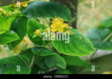 Hypericum androsaemum, the shrubby St. John's wort, a flowering plant in the family Hypericaceae. Commonly called tutsan or sweet-amber, England, UK Stock Photo