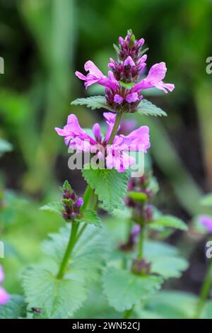 Betonica macrantha, formerly Stachys macrantha, known as big betony, is a species of flowering plant in the mint family Lamiaceae, England, UK Stock Photo