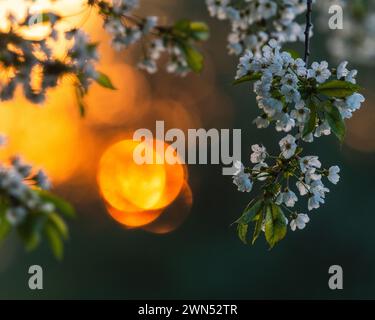 A serene capture showcasing the beauty of spring as the setting sun casts a warm glow behind the delicate blossoms of an apple tree in Sweden. The blo Stock Photo
