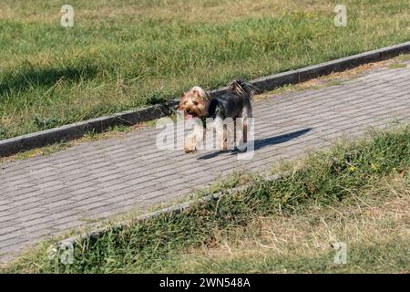 Furry happy brown and black puppy, running in the park. Concrete floor. Grass field. Mixed breed dog Silky and Yorkshire terrier. Ohrid Macedonia 2023 Stock Photo