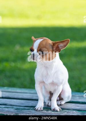 Portrait of mini chihuahua, mexican dog breed.  Sitting on the green faded color park bench. White and brown colors.The smallest dog breed. Paws. Stock Photo