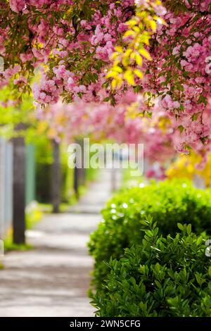 sakura trees in full blossom along the street. cherry blossom season in uzhhorod, transcarpathia. celebrating hanami in ukraine. green urban scenery w Stock Photo