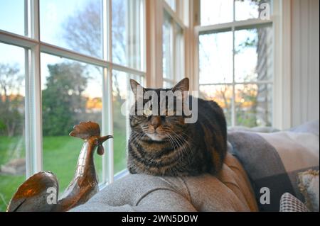 Cute Tabby cat by the window in coutryside. Stock Photo