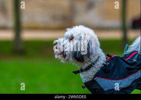 A side view of a Poochon puppy on the outskirts of Stamford, lincolnshire, UK in winter Stock Photo
