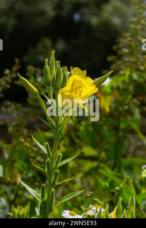 Yellow evening primrose Oenothera biennis, medicine plant for cosmetics, skin care and eczema. Stock Photo