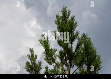 Pine branches on a spring day against the background of the sky with clouds. Stock Photo