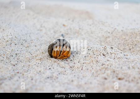 Hermit Crab hiding in shell lying on sand. Stock Photo