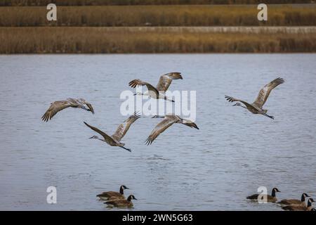 Sandhill Cfrane birds flying over the water Stock Photo