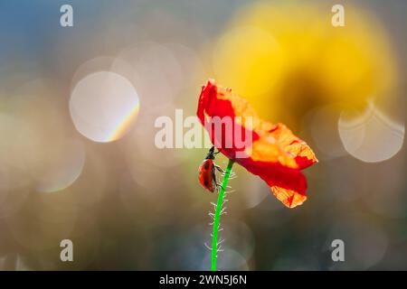 A single, vibrant purple flower against a background of green vegetation and blurry lights. Stock Photo
