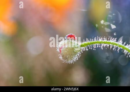 A single, vibrant purple flower against a background of green vegetation and blurry lights. Stock Photo