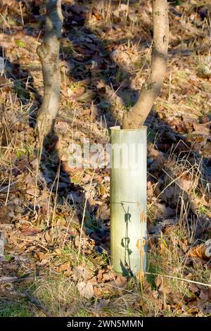 Close up showing a protective plastic tube or sleeve or protector surrounding the trunk of a young oak tree in a newly planted wood. Stock Photo