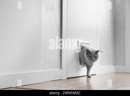 A British gray cat walks through a cat flap, cat hatch installed in a door and looks into the camera, a pet door in an apartment interior. Stock Photo