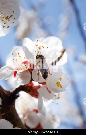 Fruit trees bloom in spring. Apricot flowers on branch against blue sky. Nature, environmentally friendly world. A bee on a flower collects pollen. Stock Photo