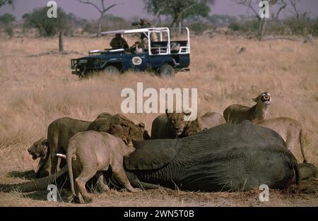 Lions and cubs, Panthera leo, classified as Vulnerable, on recently killed African Bush Elephant, Loxodonta africana, classified as Endangered, with o Stock Photo