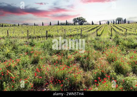Vineyards with grapevine and hilly tuscan landscape with red poppy, cypress (Cupressus sempervirens) and oak trees near winery along Chianti wine road Stock Photo