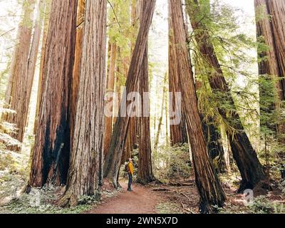 Man standing among tall redwood trees Stock Photo